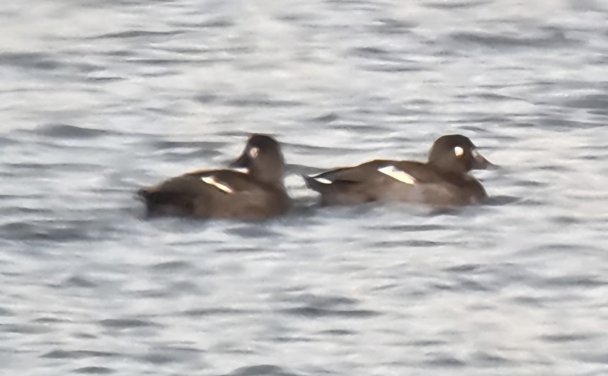 White-winged Scoter - ML645666182