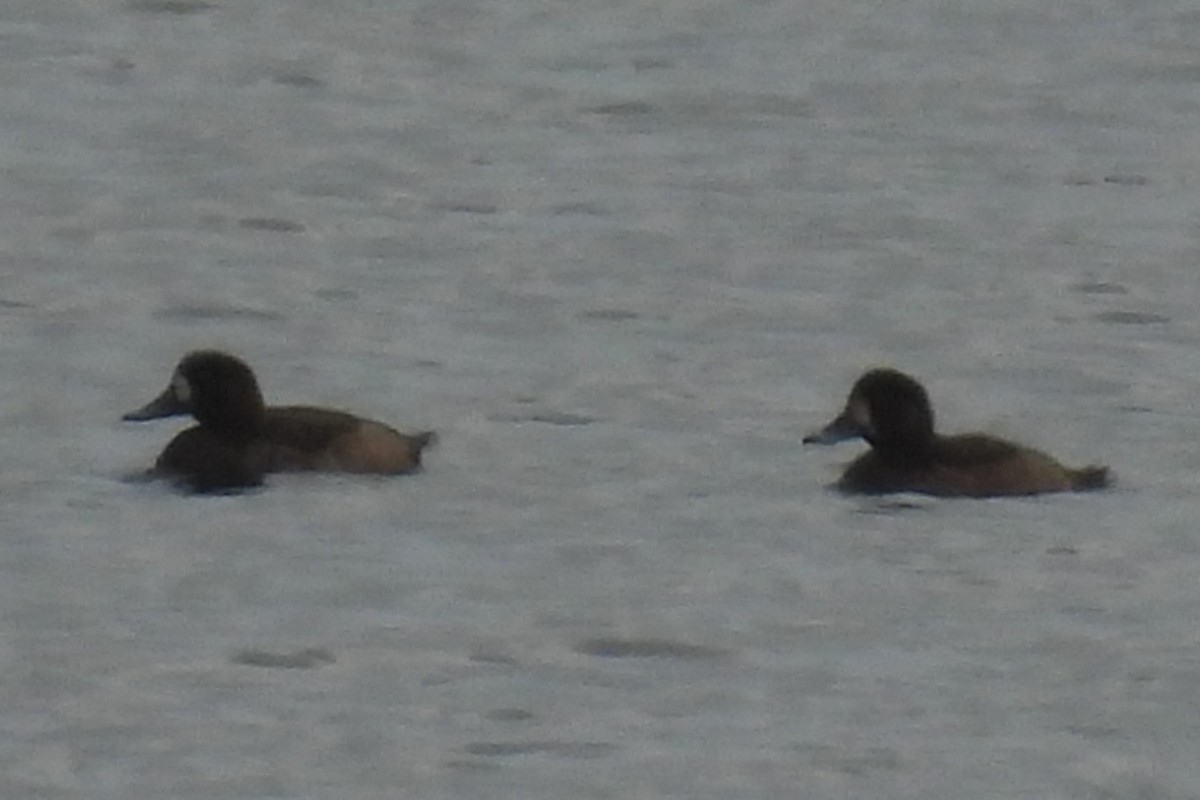Greater Scaup - ML645666183