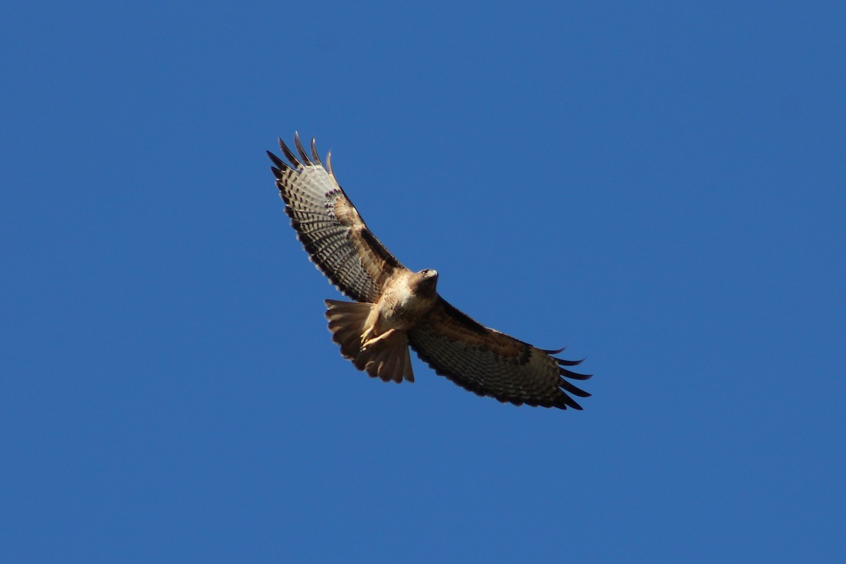 Red-tailed Hawk - ML645666184