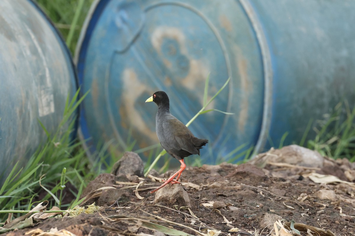 Black Crake - ML645666185