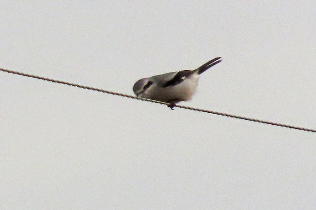 ťuhýk severní - ML645666192