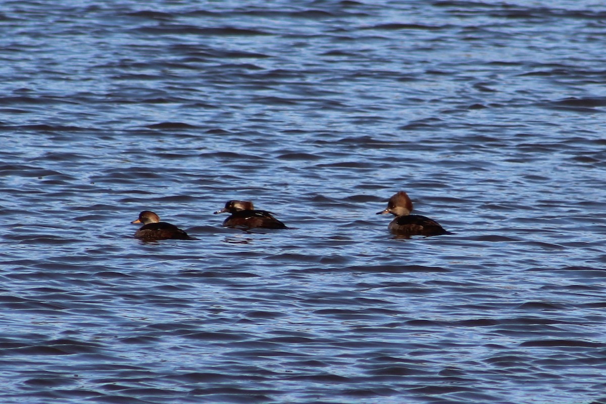 Hooded Merganser - ML645666198