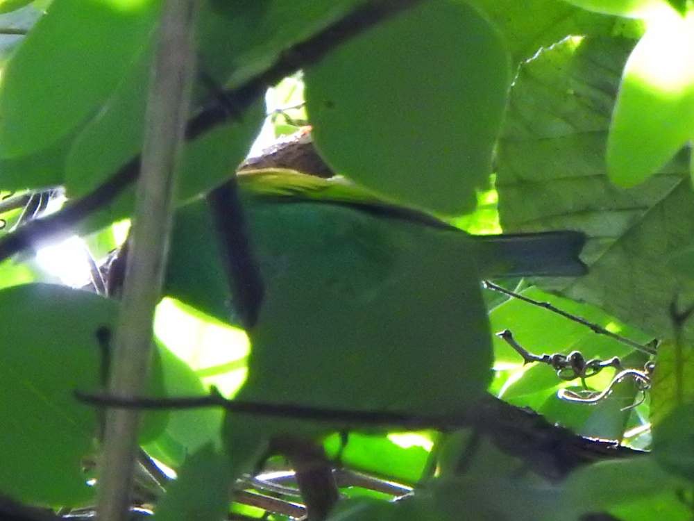 Tangara Cabecibaya - ML645666212