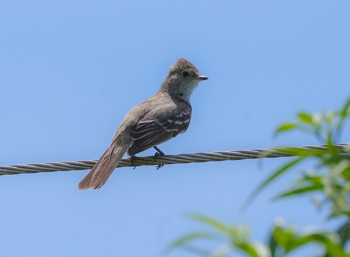 Large Elaenia - ML645666216