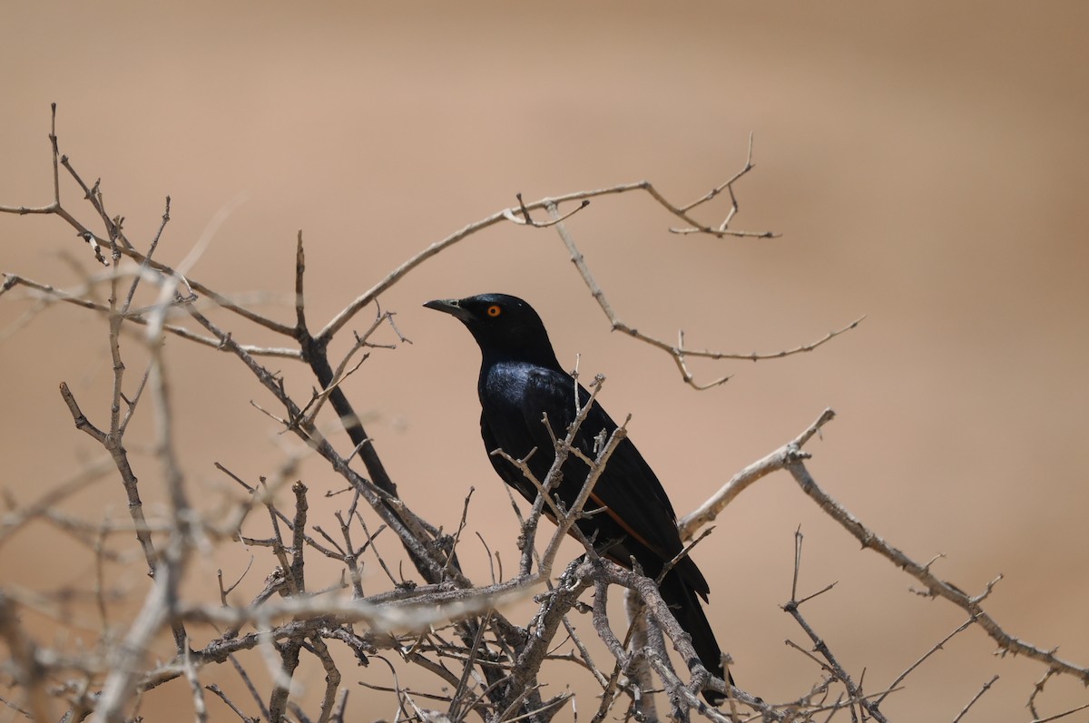 Бледнокрылый скворец - ML645666218