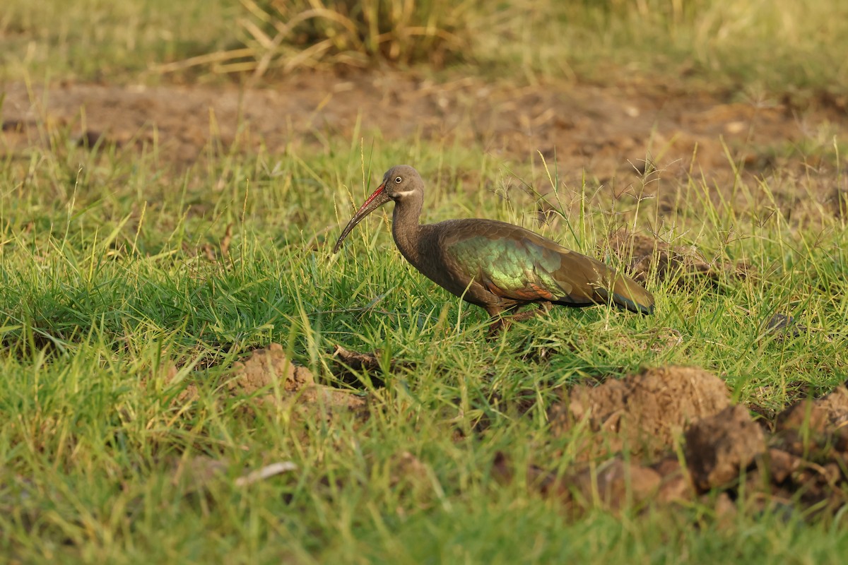 Hadada Ibis - ML645666220