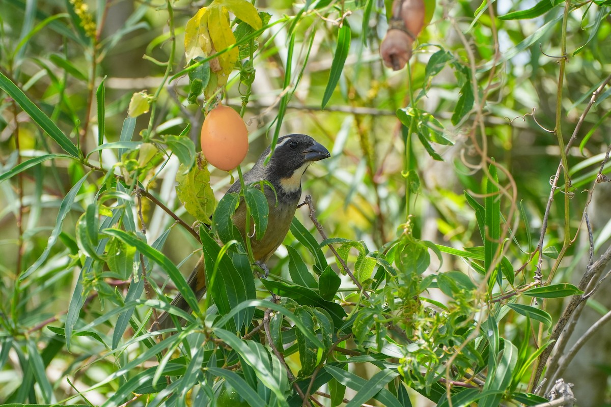 Golden-billed Saltator - ML645666238