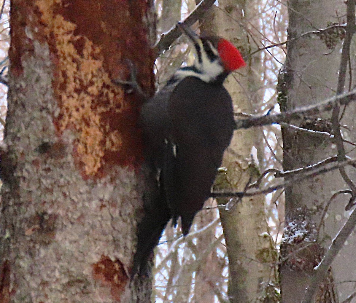 Kuzey Amerika Kara Ağaçkakanı - ML645666241
