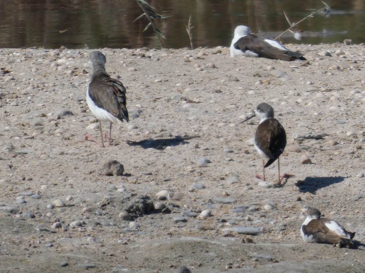 Zankaluze eurasiarra - ML645666242