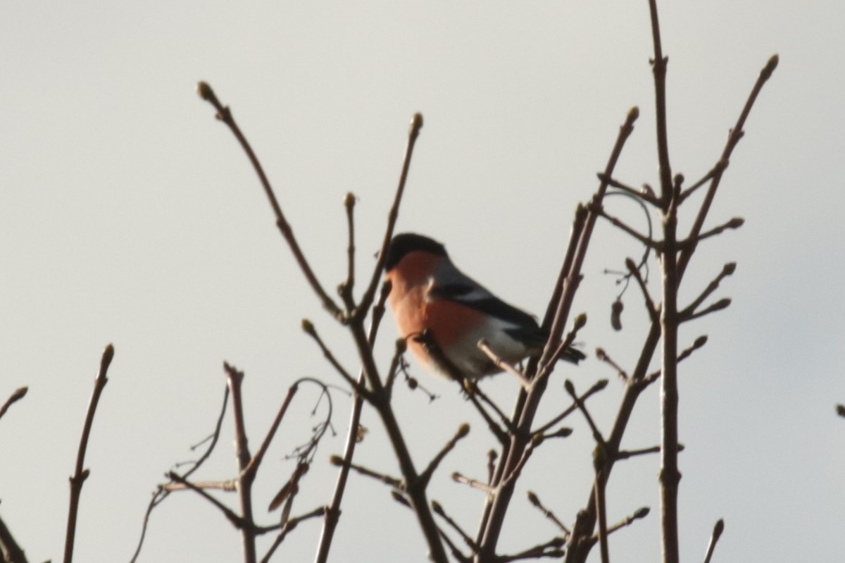Eurasian Bullfinch - ML645666244
