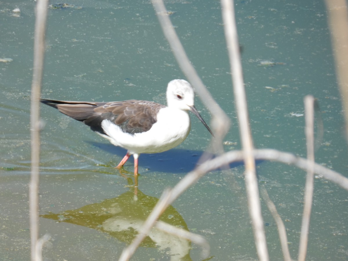 Zankaluze eurasiarra - ML645666254