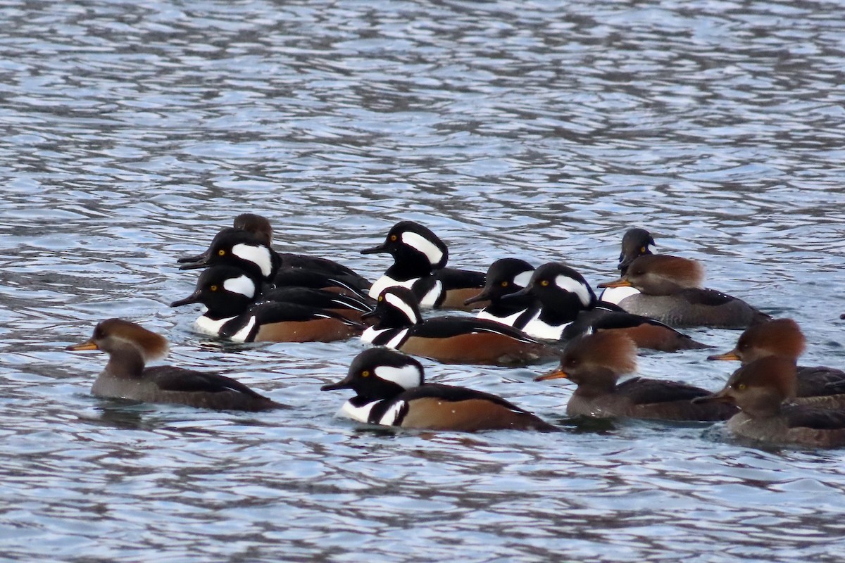 Başlıklı Tarakdiş - ML645666257