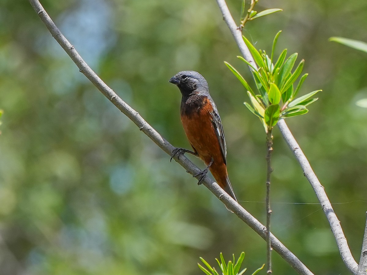Dark-throated Seedeater - ML645666263