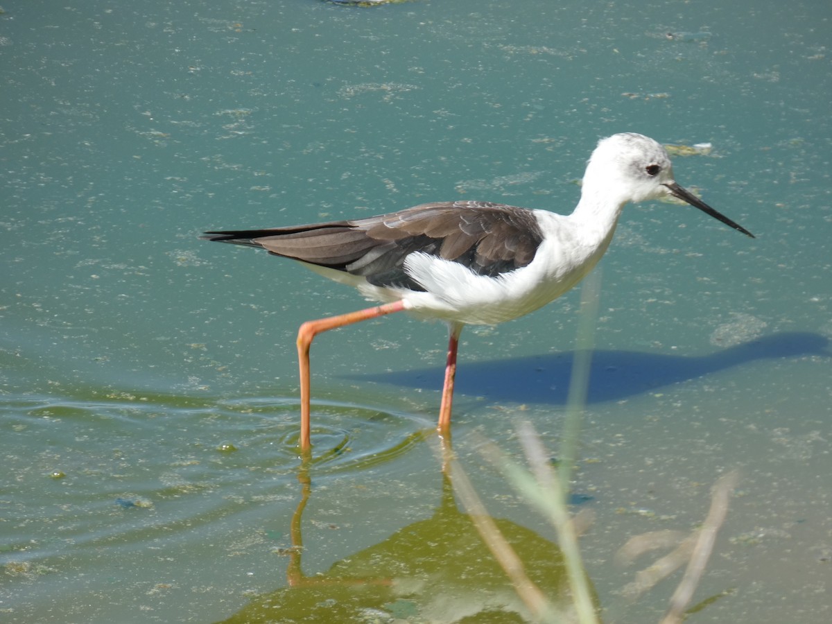 Zankaluze eurasiarra - ML645666265