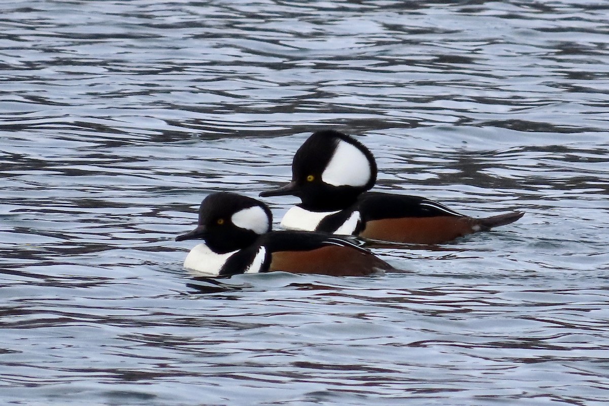 Başlıklı Tarakdiş - ML645666266