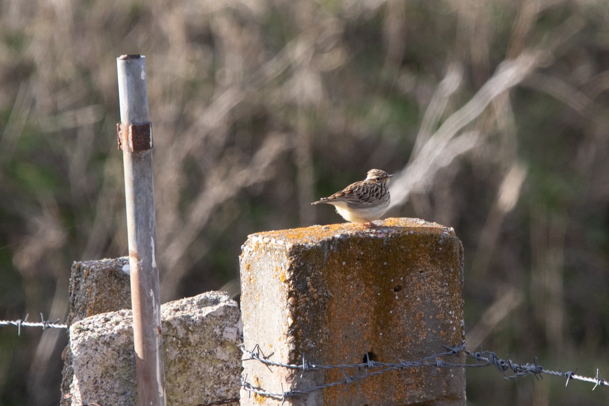 Wood Lark - ML645666268