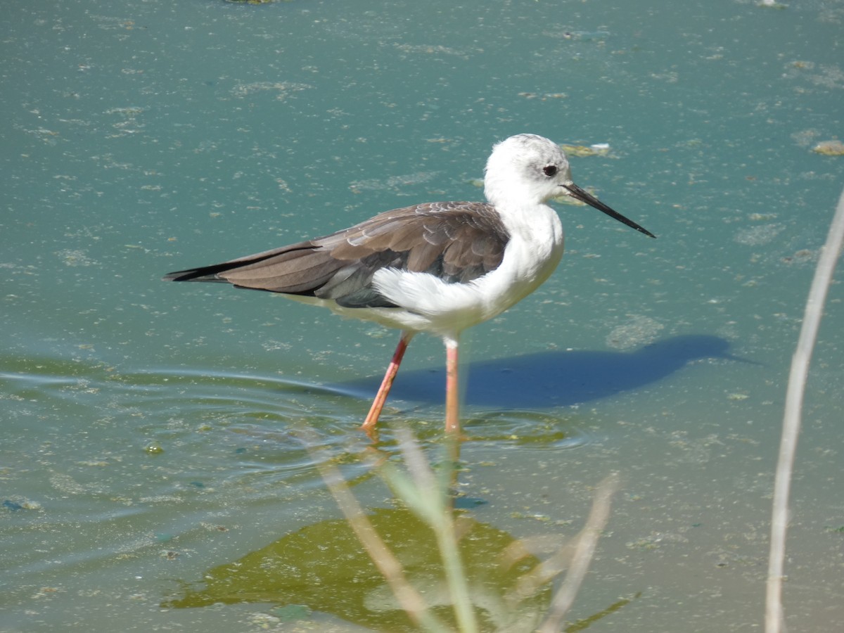 Zankaluze eurasiarra - ML645666272