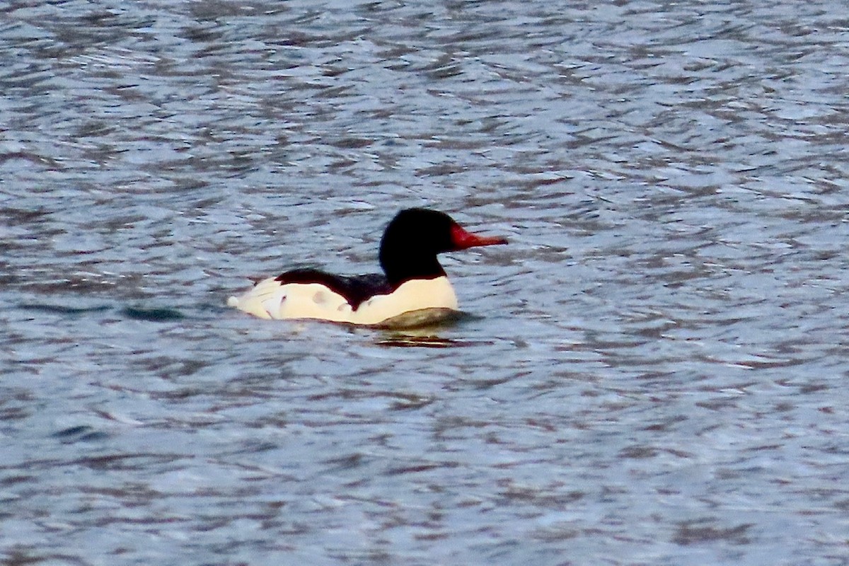 Büyük Tarakdiş - ML645666274