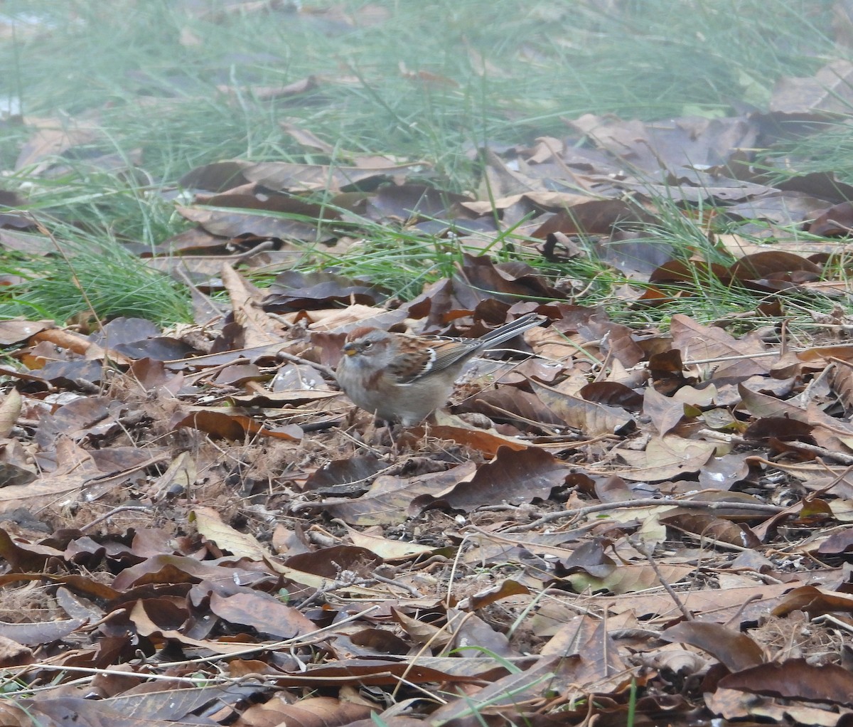 American Tree Sparrow - ML645666281