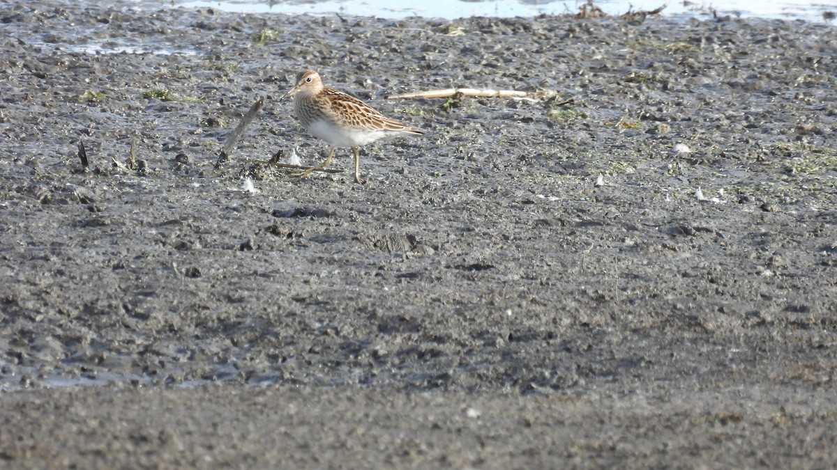 Pectoral Sandpiper - ML645666282