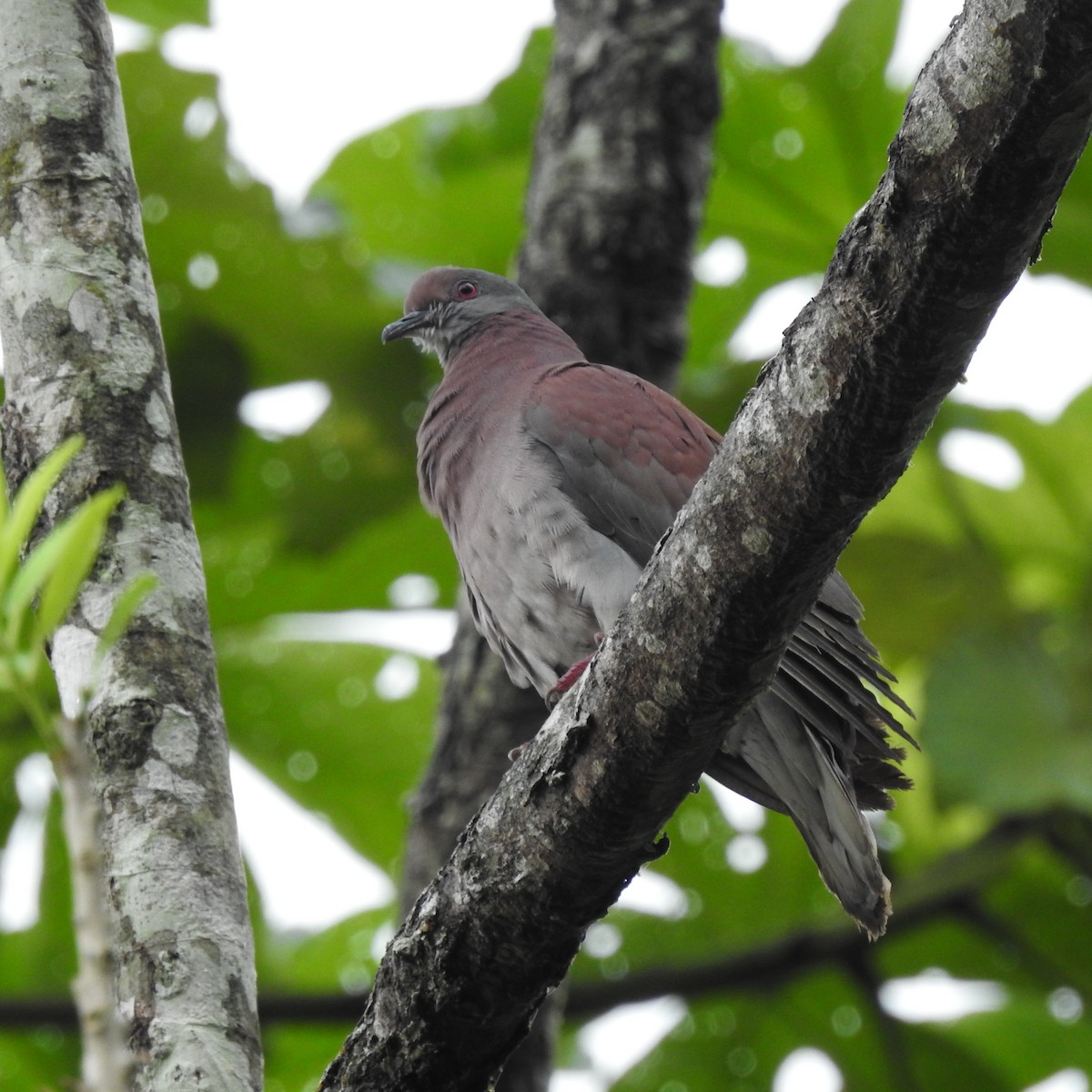 Paloma Colorada - ML645666293