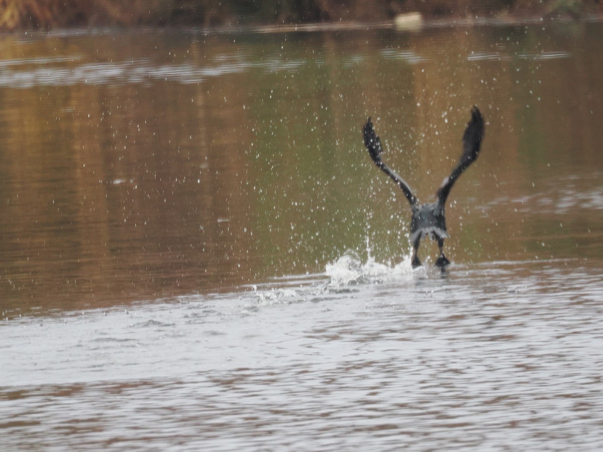 Double-crested Cormorant - ML645666299