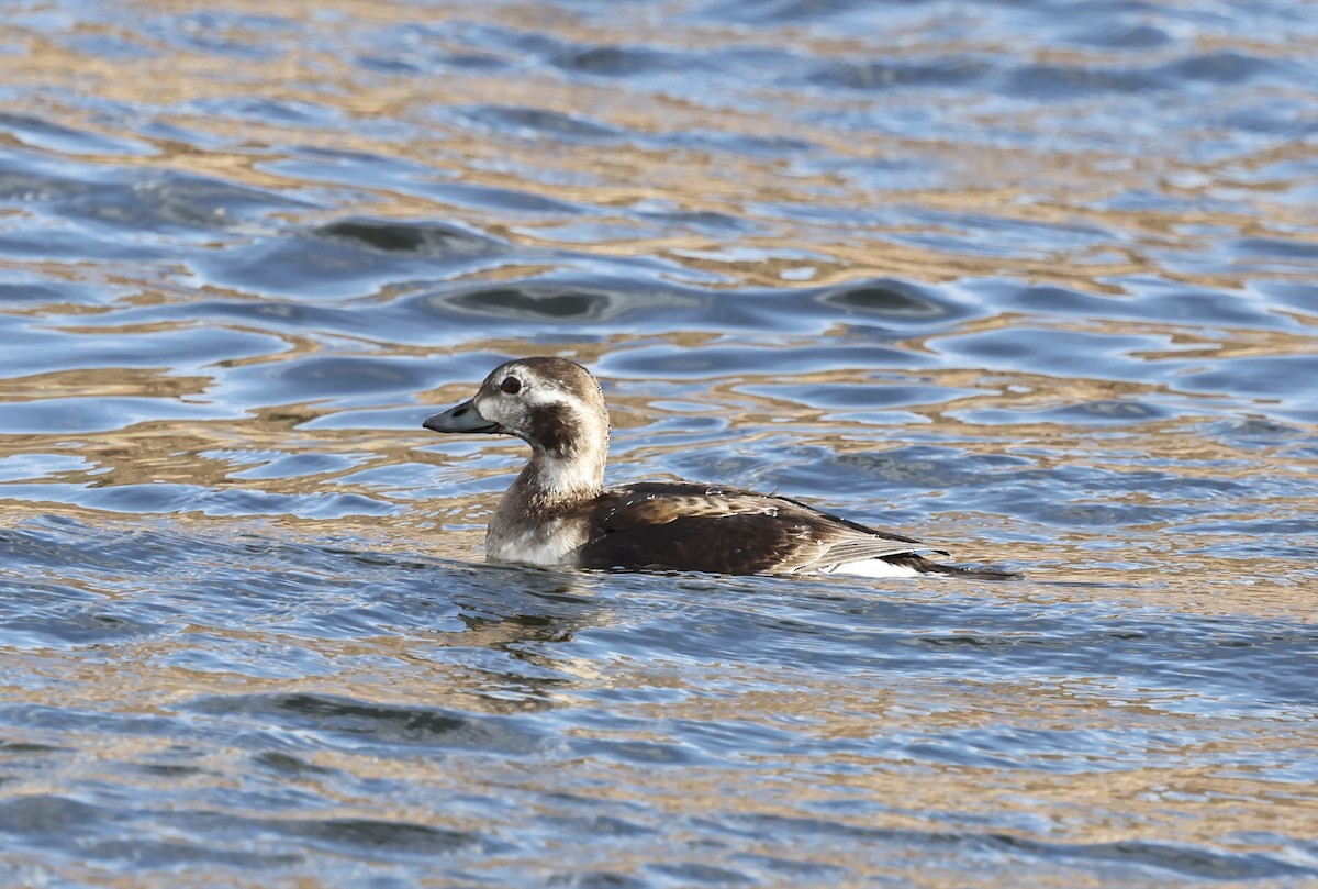 Мөнгөлөг шунгаахай - ML645666300
