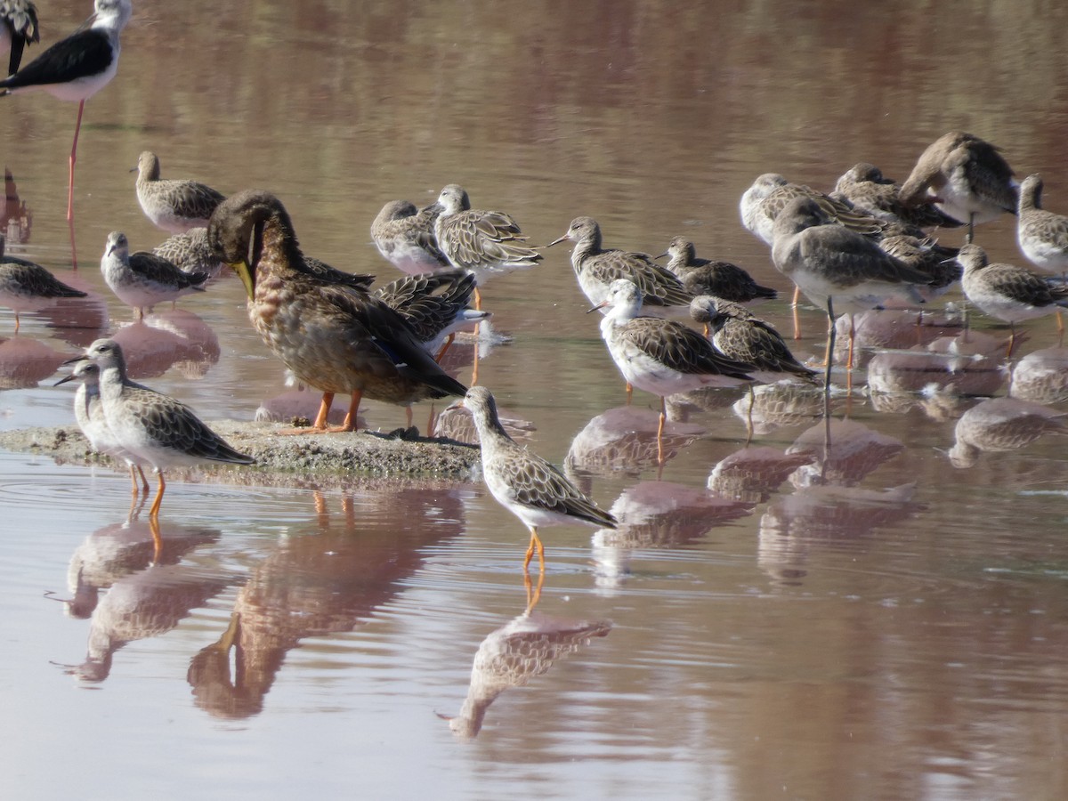 Combattant varié - ML645666304