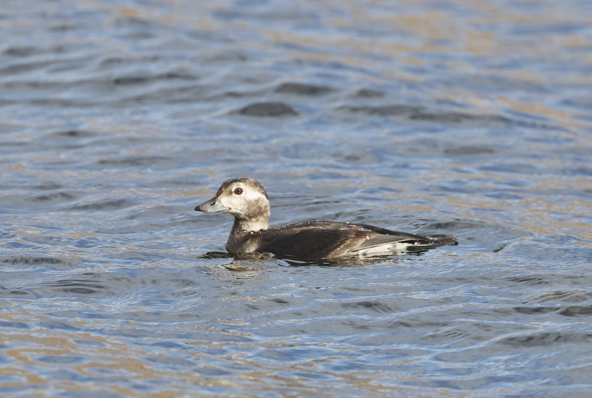 Мөнгөлөг шунгаахай - ML645666308