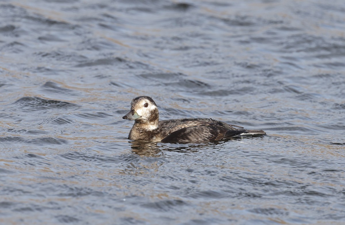 Мөнгөлөг шунгаахай - ML645666313