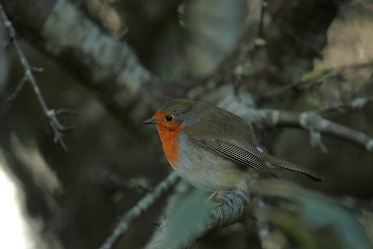 European Robin - ML645666314