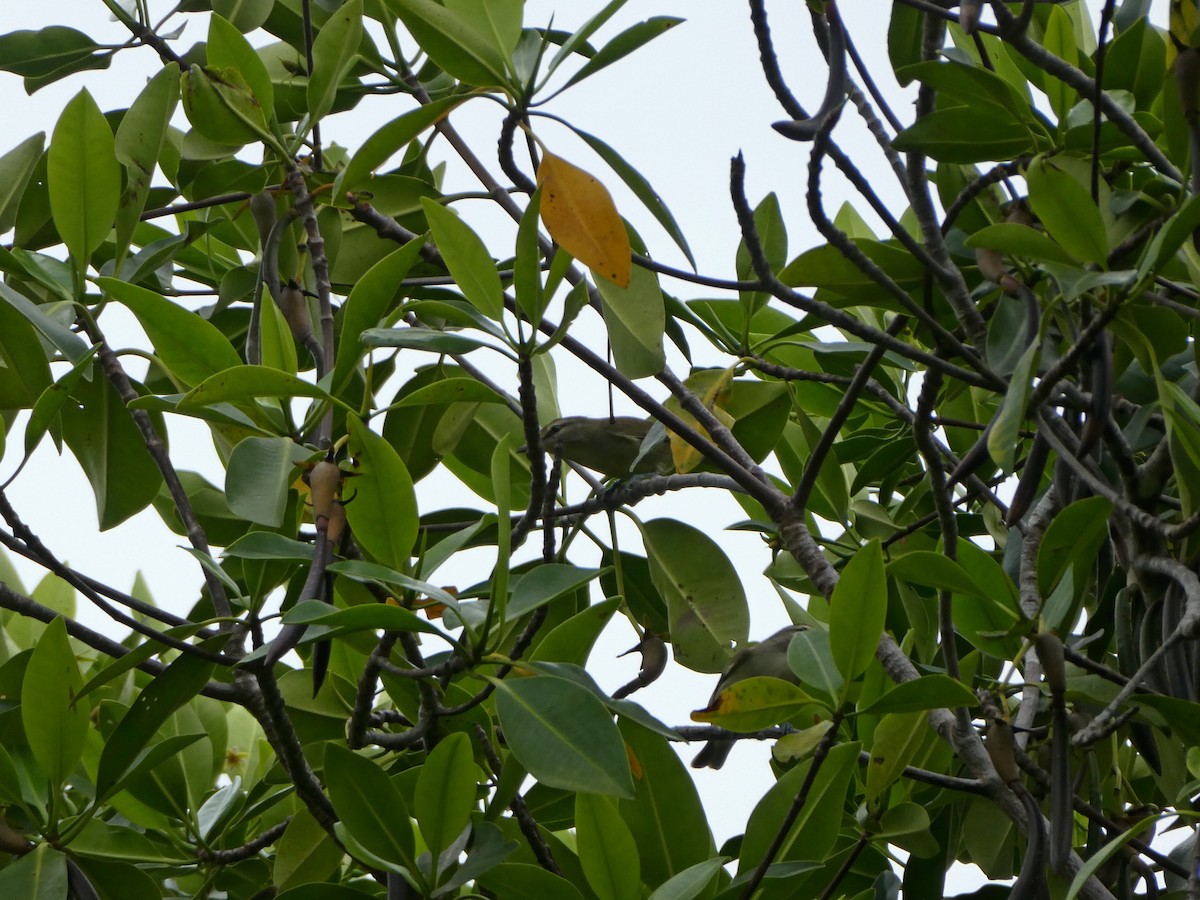 Yucatan Vireo - ML645666317