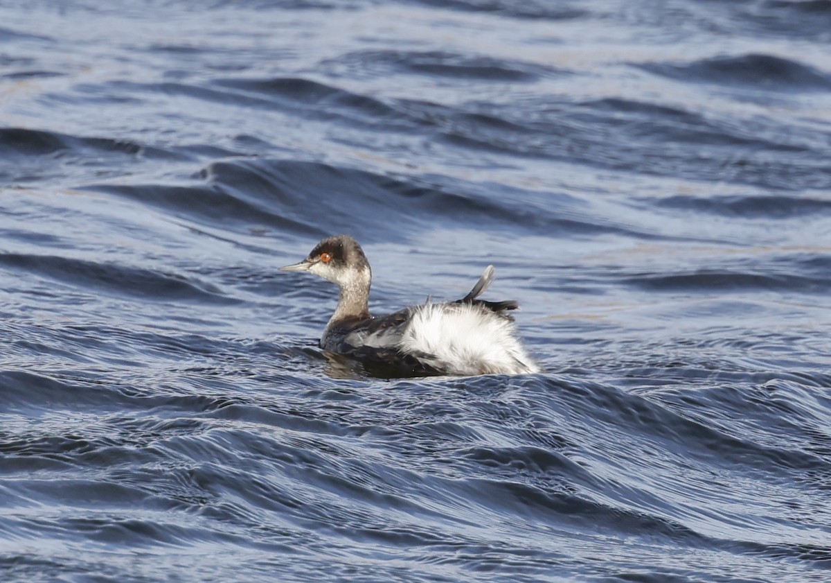 Халтар шунгуур - ML645666320