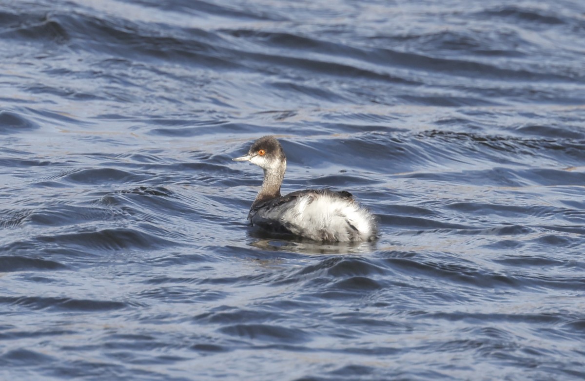 Халтар шунгуур - ML645666331