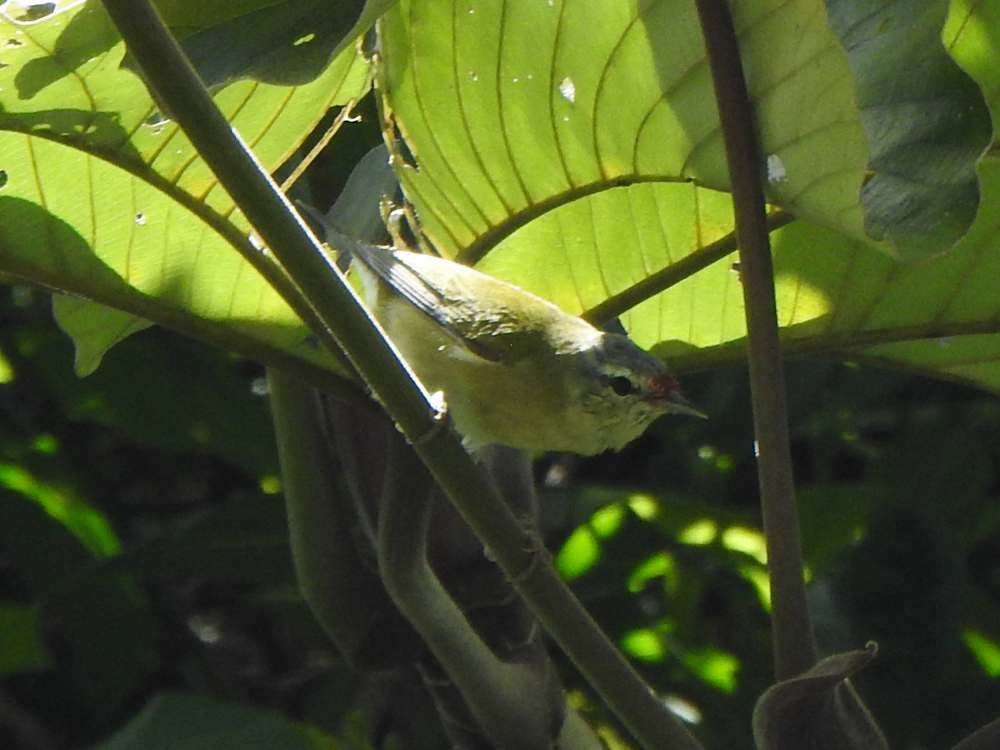 Червоїд світлобровий - ML645666332