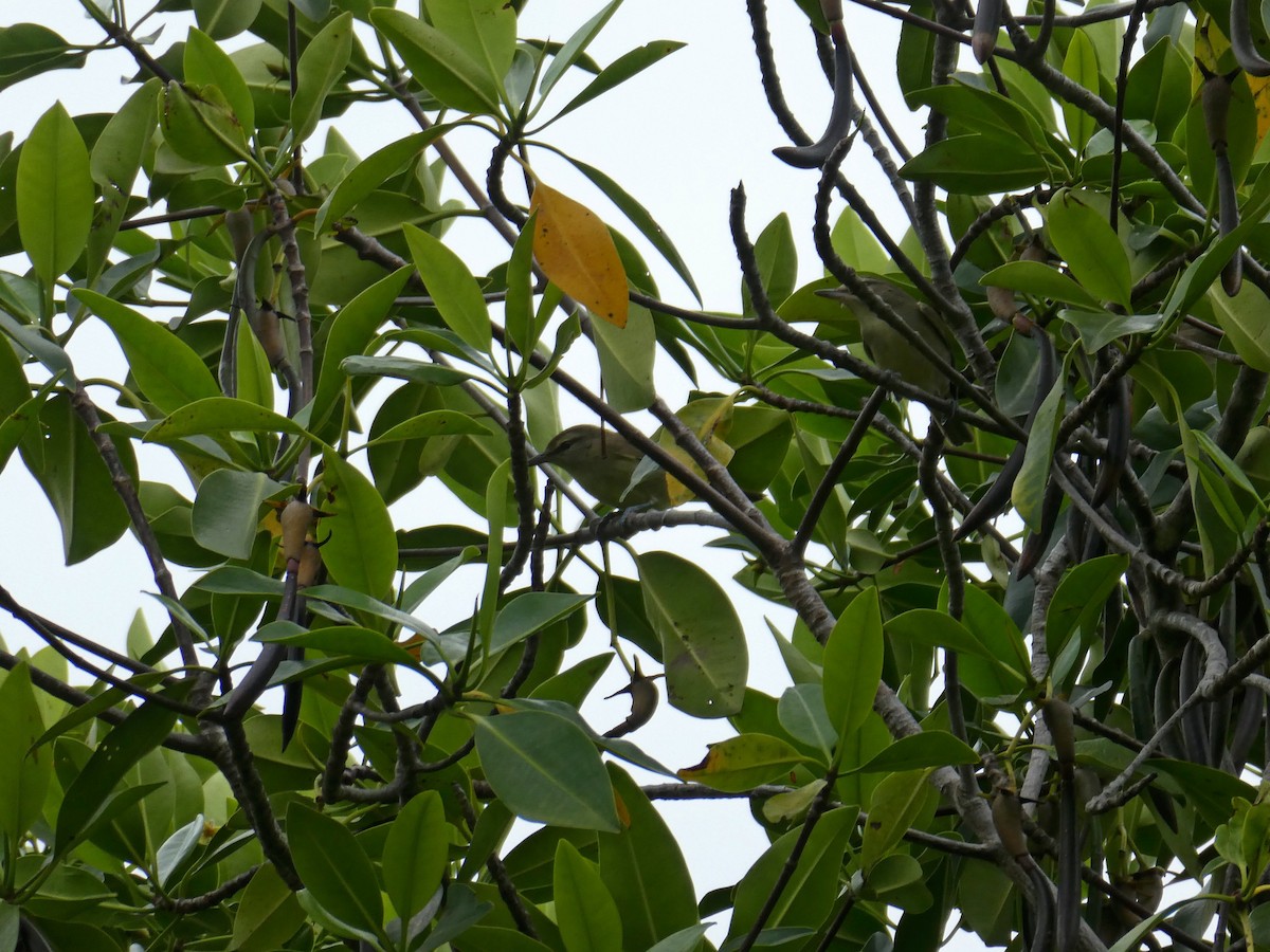 Yucatan Vireo - ML645666333