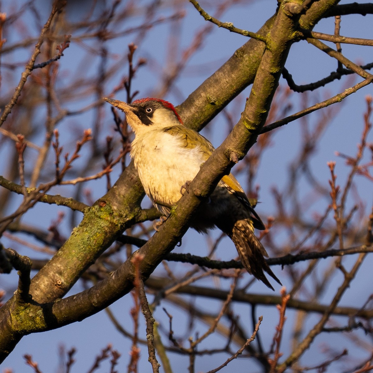 נקר ירוק - ML645666336