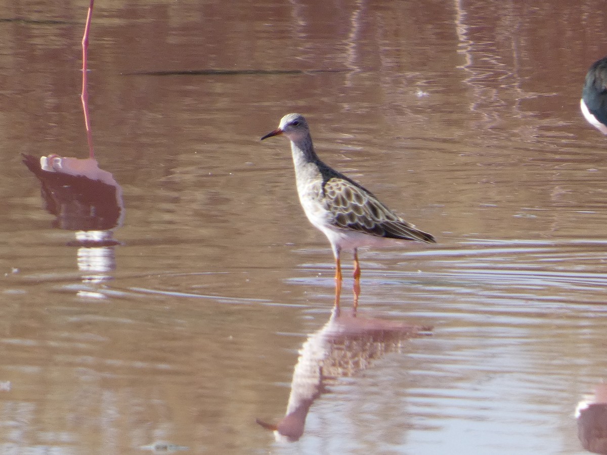 Combattant varié - ML645666342