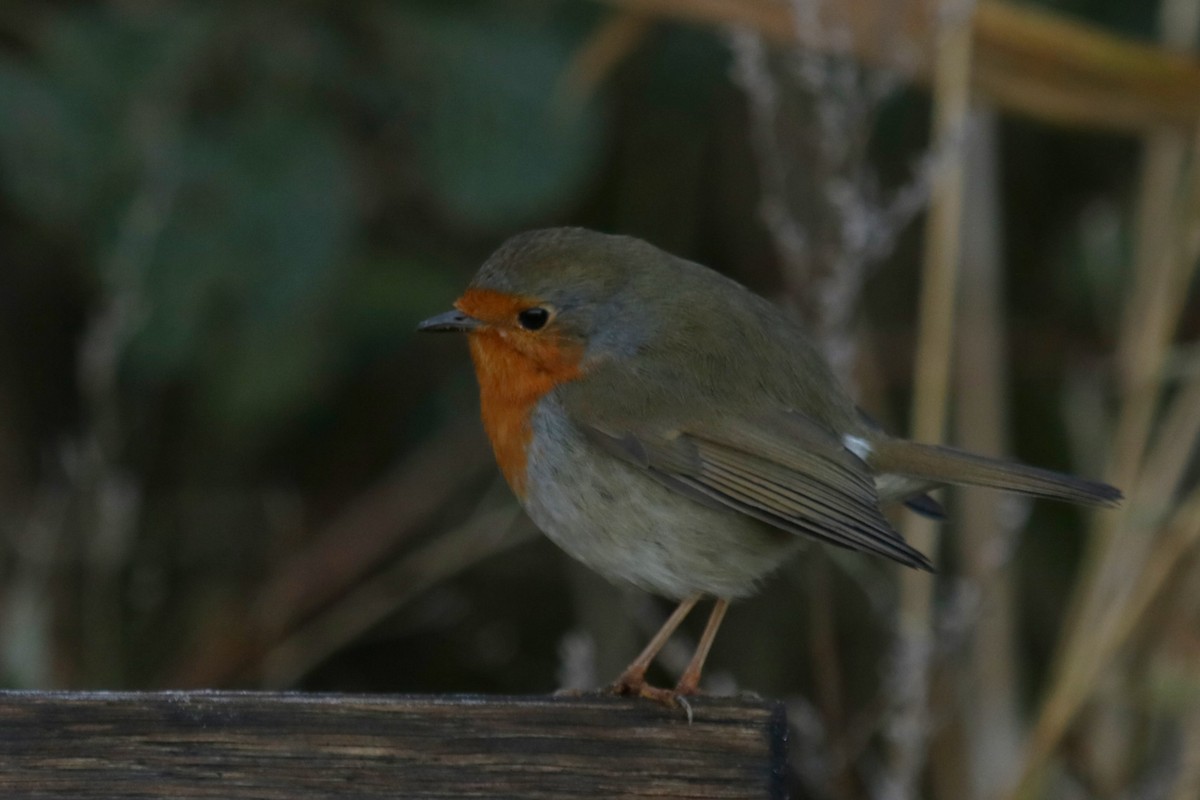 European Robin - ML645666345