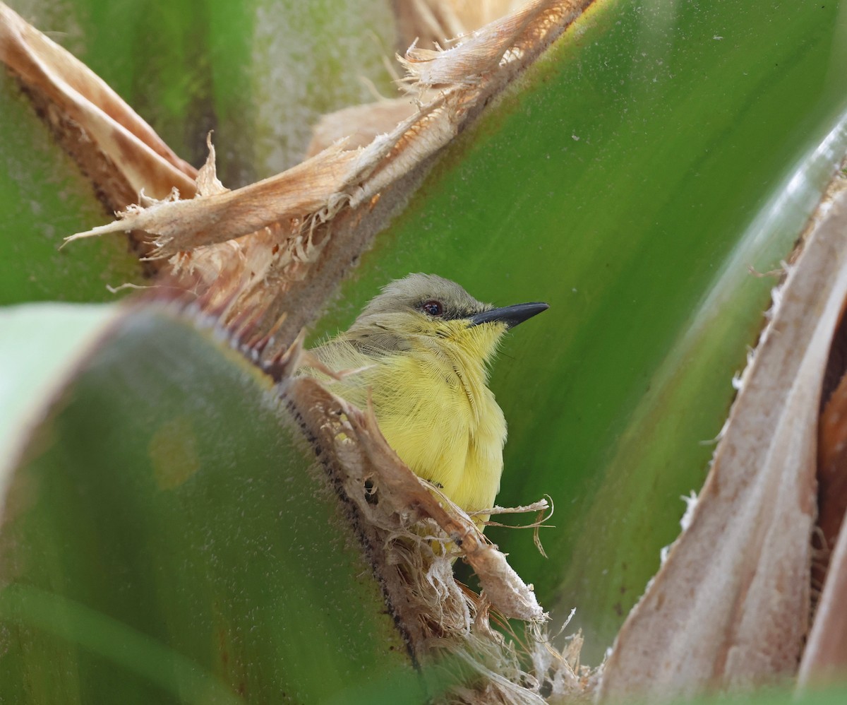 Cattle Tyrant - ML645666349