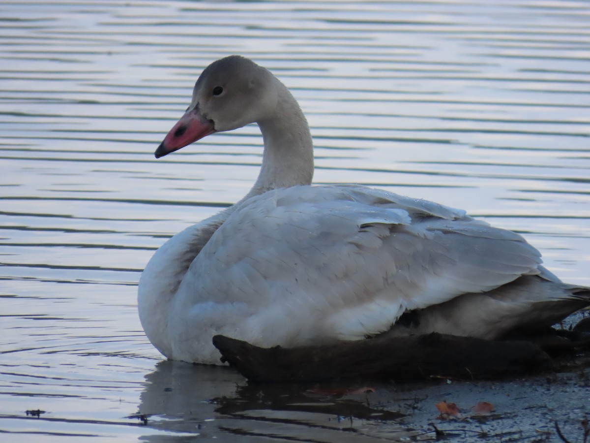 Tundra Swan - ML645666364