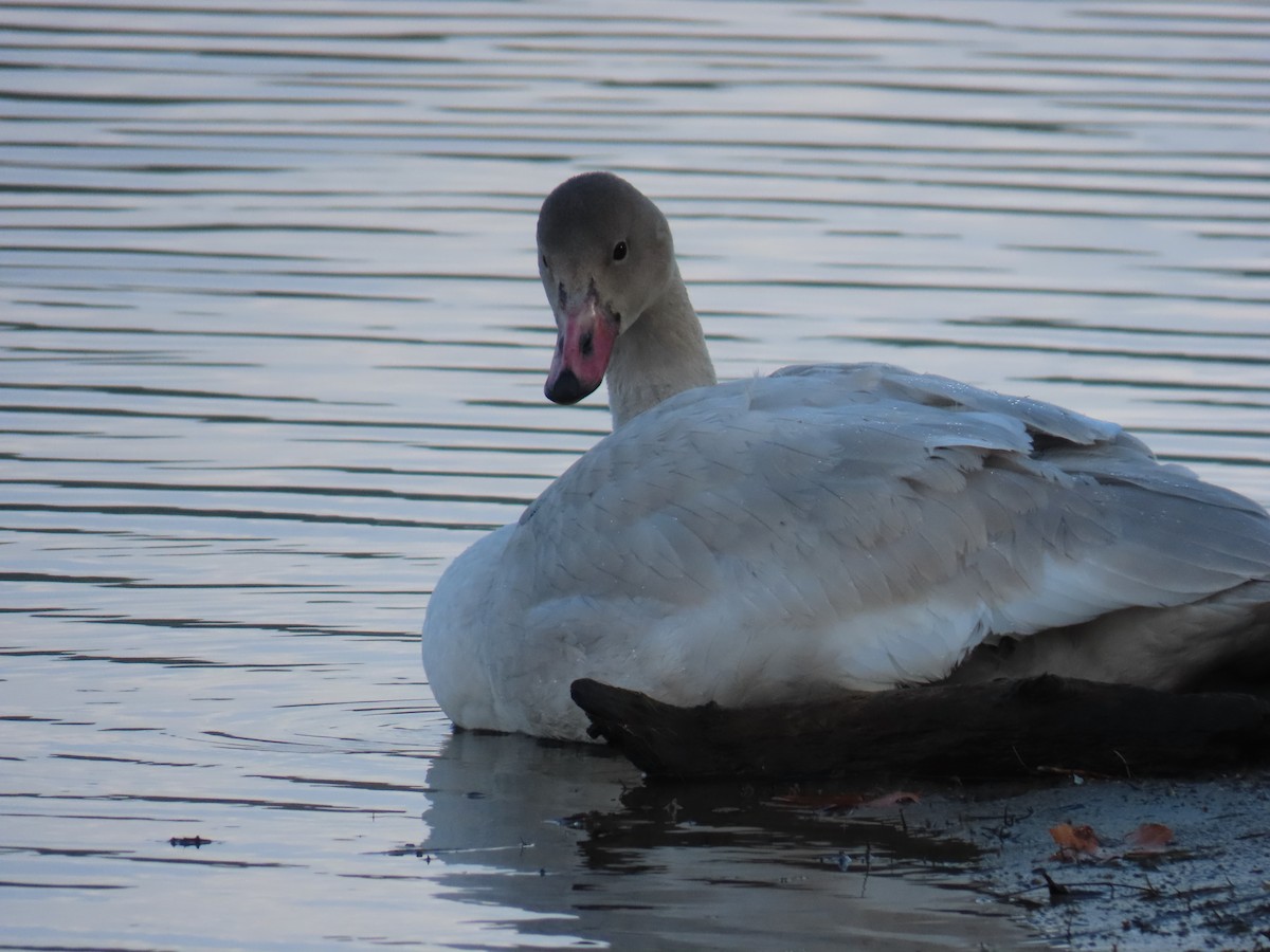 Tundra Swan - ML645666365