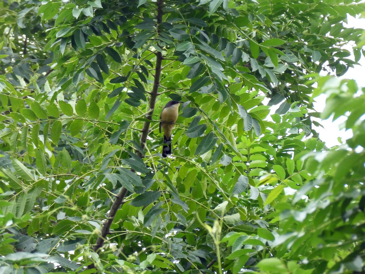 Mangrove Cuckoo - ML645666371
