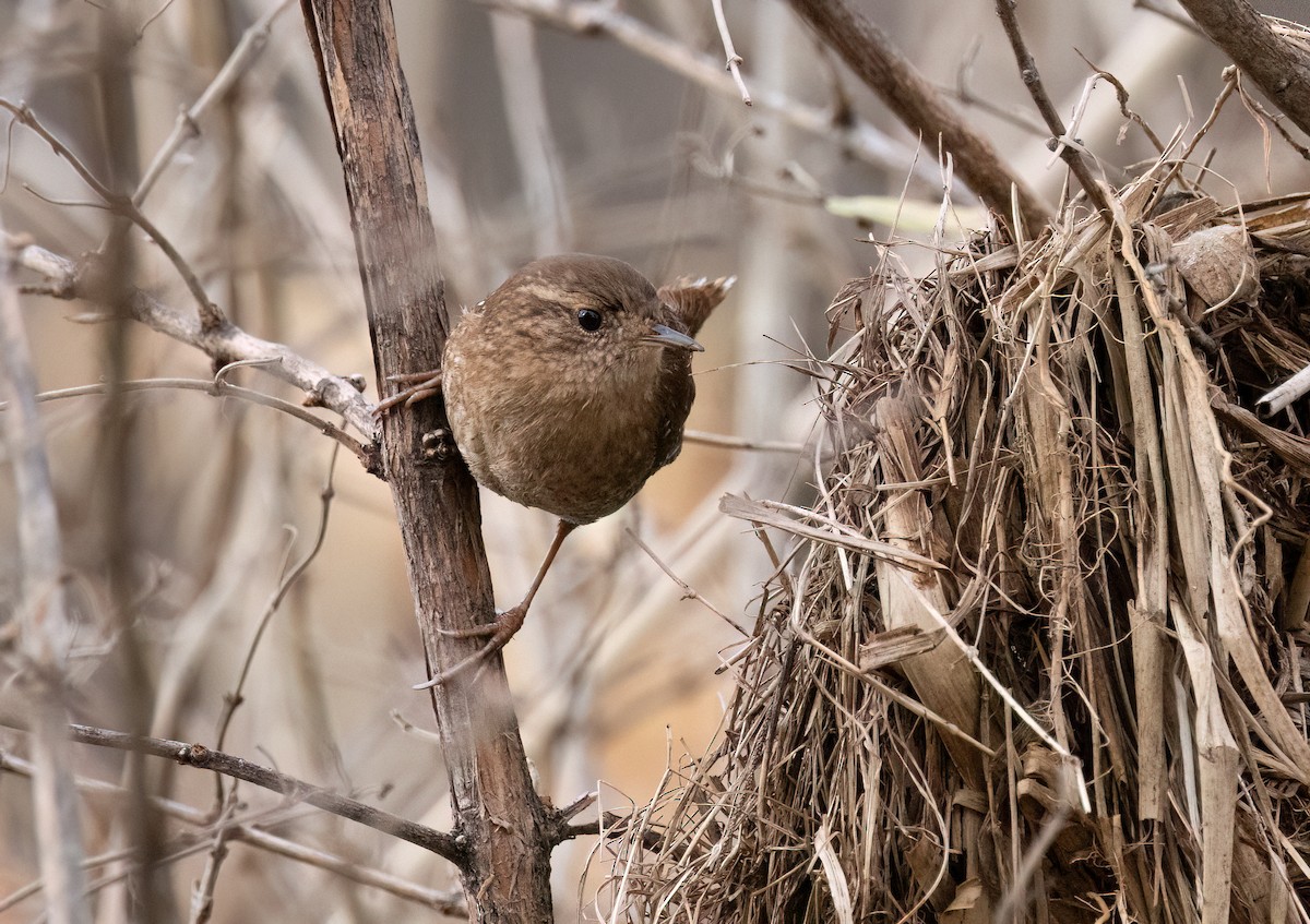 Winter Wren - ML645666381