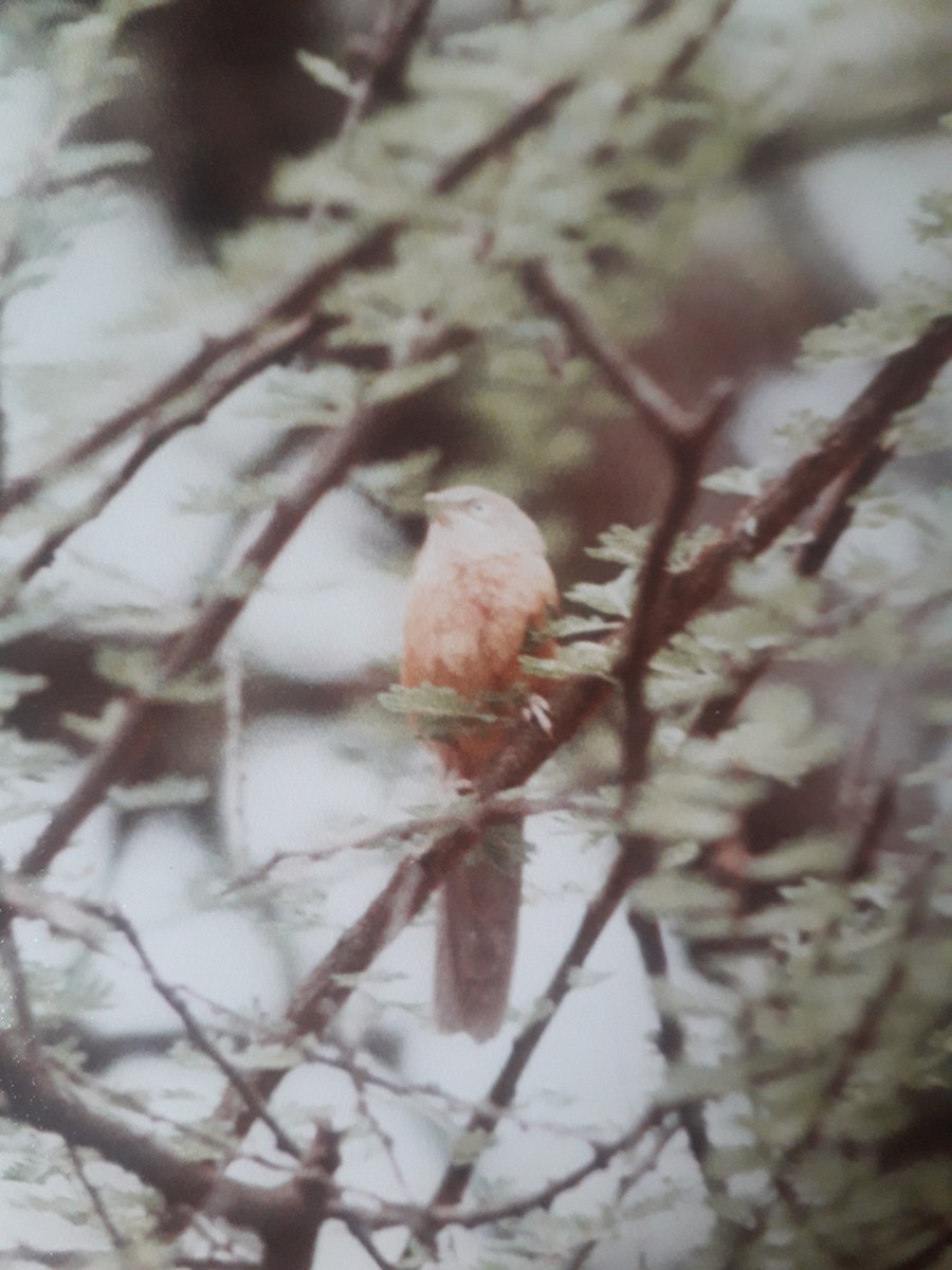 Rufous Chatterer - ML645666382