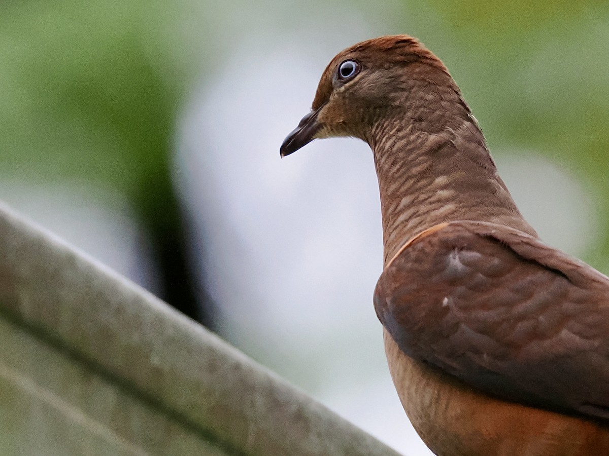 Phasianelle brune - ML645666383