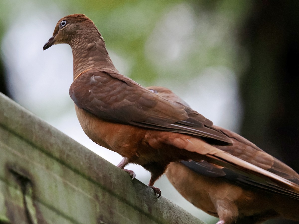 Phasianelle brune - ML645666384