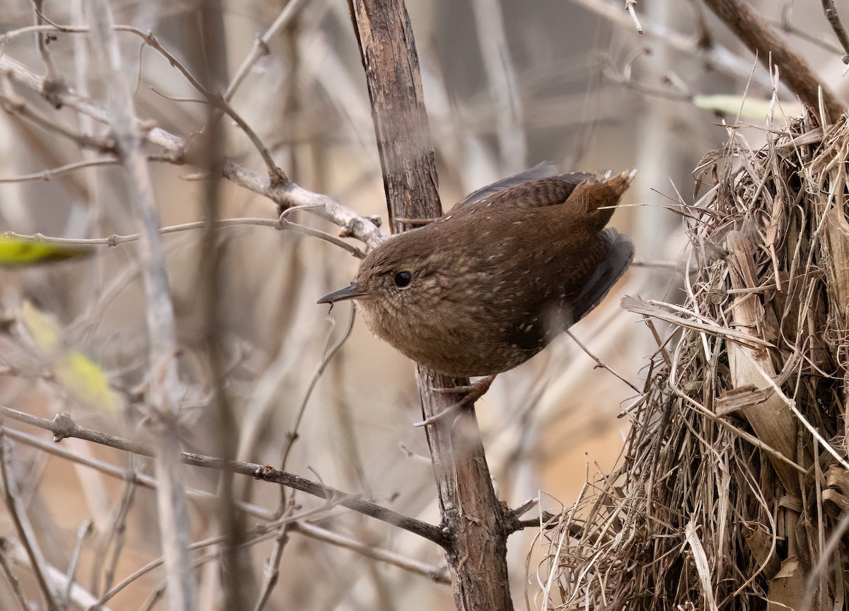 Winter Wren - ML645666385