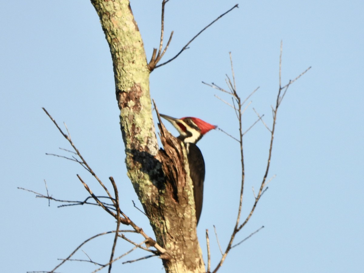 Helmspecht - ML645666386