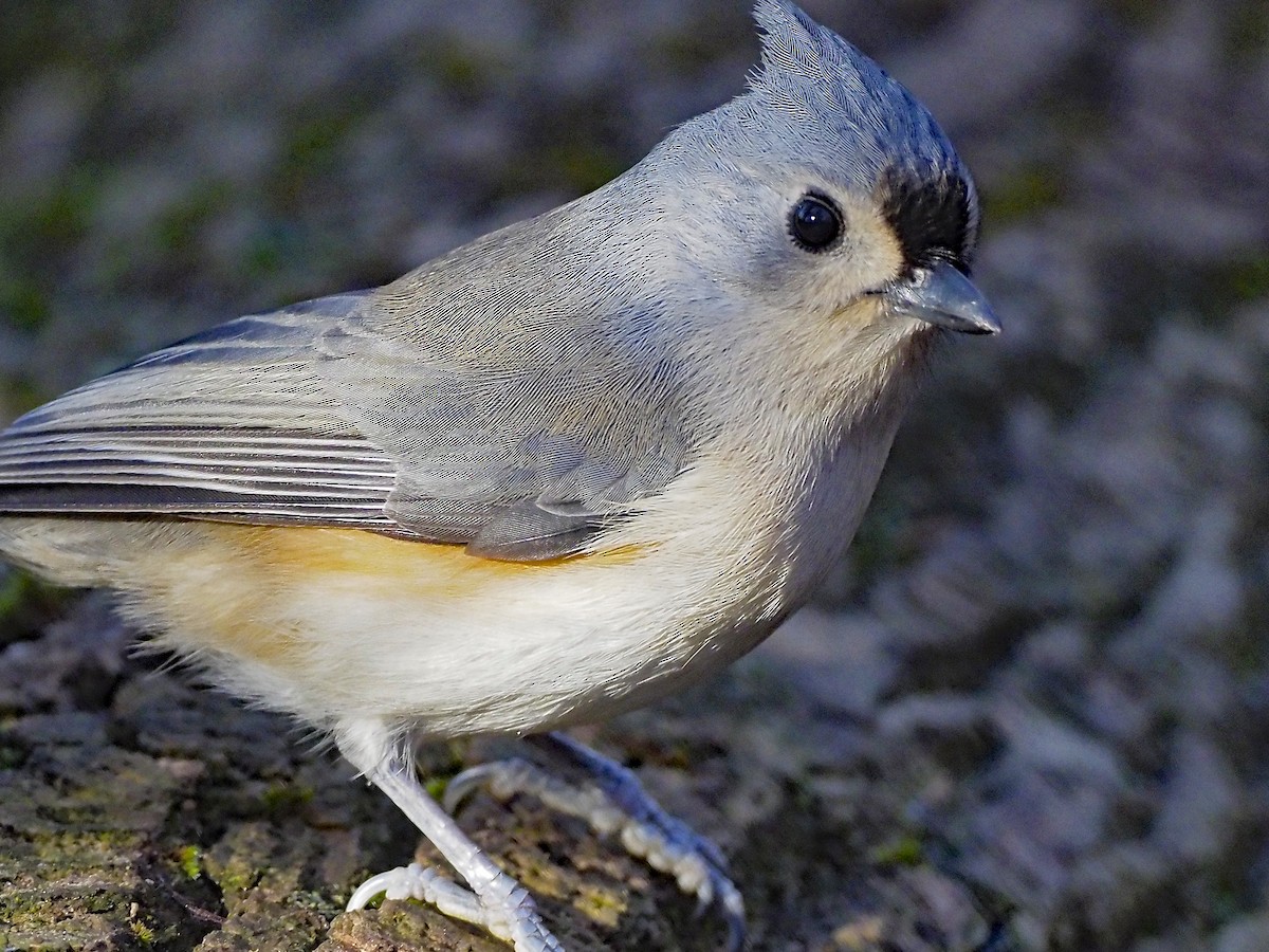 Tufted Titmouse - ML645666387